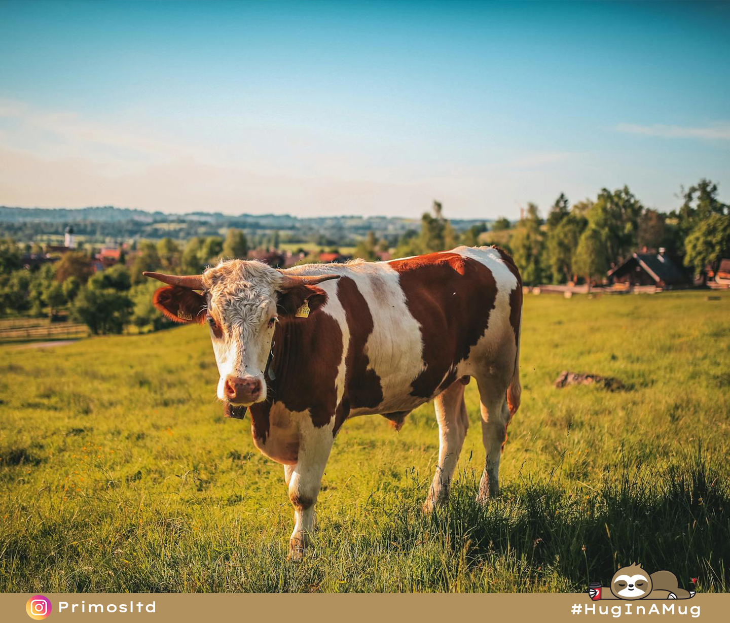 2 - BP54 - Milk Varieties and Coffee Flavour - The Coffee Blog - Cow in the farm